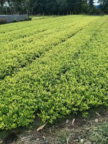 网球拍护框胶带怎么用图解